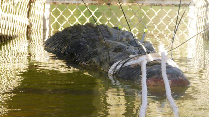 Capturan tras 8 años de búsqueda a un cocodrilo de 600 kg de peso