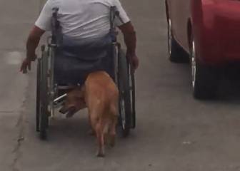 La enésima prueba de que los perros son, literalmente, los mejores amigos del hombre