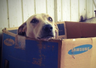 10 accesorios que agradecerán nuestras mascotas