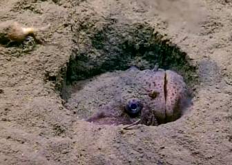 Este ataque de un pez de las profundidades es genial por la reacción de los científicos