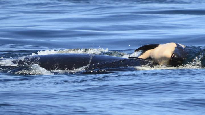 Esta orca arrastra el cadáver de su bebé en señal de luto