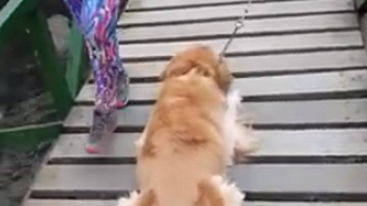 Cómo quitarle el miedo a cruzar un puente a un perro, de la mejor forma