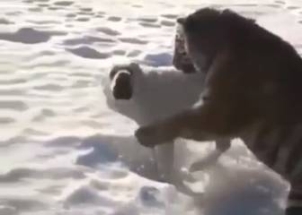 Un tigre se abalanza hacia un perro y sorprende a todos con un final sin desperdicio