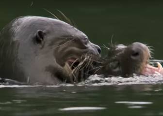 Un caimán contra una familia de nutrias: vence el animal por el que no apostarías