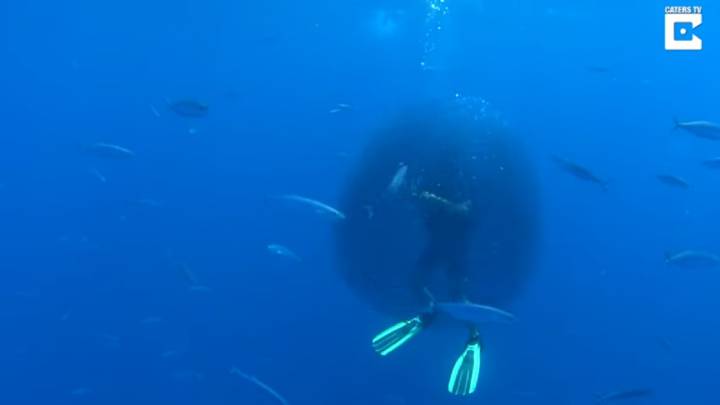 Un banco de peces rodea a un submarinista para salvarse de un enorme tiburón ballena
