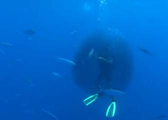 Un banco de peces rodea a un submarinista para salvarse de un enorme tiburón ballena