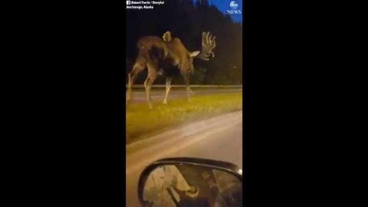 Encuentran a un alce gigante paseando por una carretera
