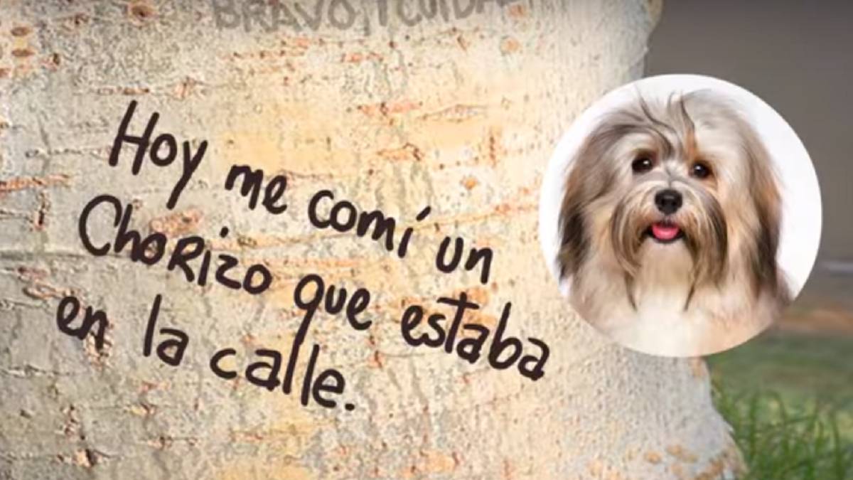 Así funciona realmente la visión y el olfato de tu perro 