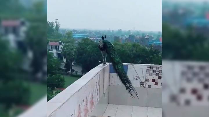 ¿Sabes cómo vuela un pavo real? Las redes no dan crédito con este vídeo