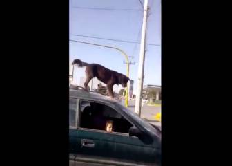 A este señora se le sube un perro a su coche y tiene la reacción más divertida posible