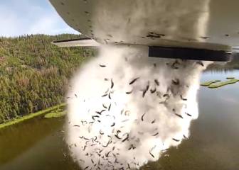 Lanzar peces desde un avión: así se repueblan lagos en Utah