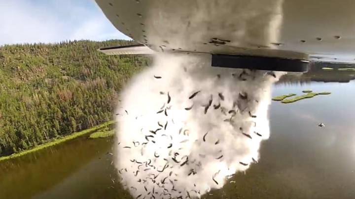 Lanzar peces desde un avión: así se repueblan lagos en Utah