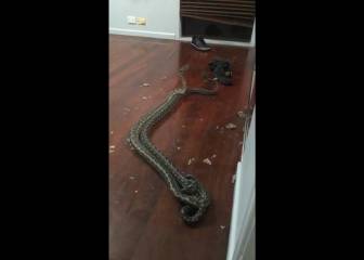 Dos serpientes en pleno combate derrumban el techo de una habitación