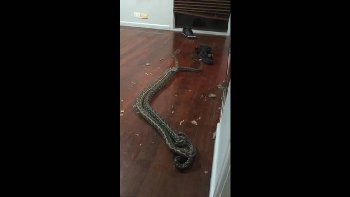 Dos serpientes en pleno combate derrumban el techo de una habitación