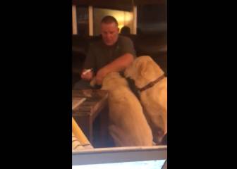 Celos resueltos: el vídeo de estos dos perros se ha hecho viral (por adorable)