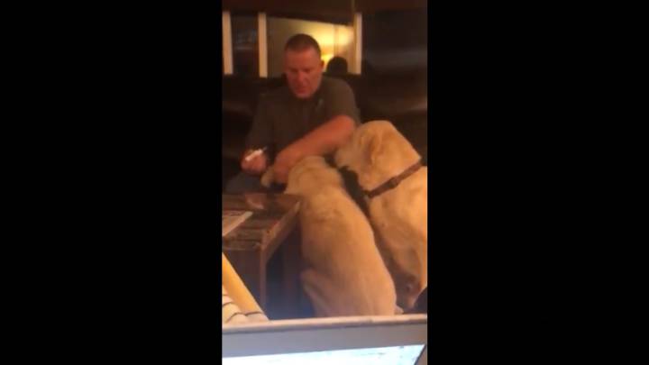 Celos resueltos: el vídeo de estos dos perros se ha hecho viral (por adorable)