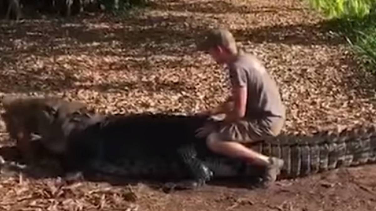 Una mala idea: un turista se sube al lomo de un cocodrilo de agua salada de  650 kilos 