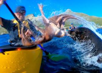Una foca ataca a un kayakista golpeándole en la cara con un pulpo (sí, has leído bien)