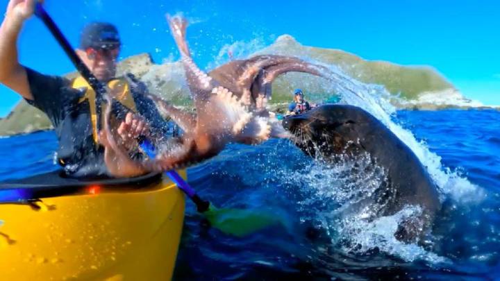 Una foca ataca a un kayakista golpeándole en la cara con un pulpo (sí, has leído bien)