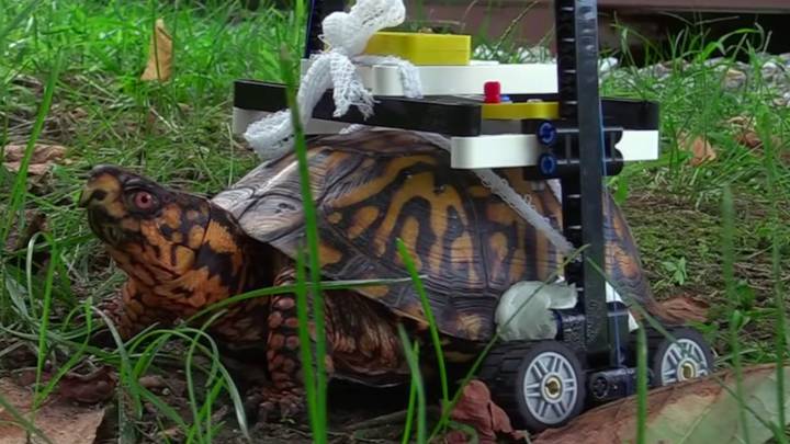 Esta tortuga se está curando gracias a una silla de ruedas de Lego