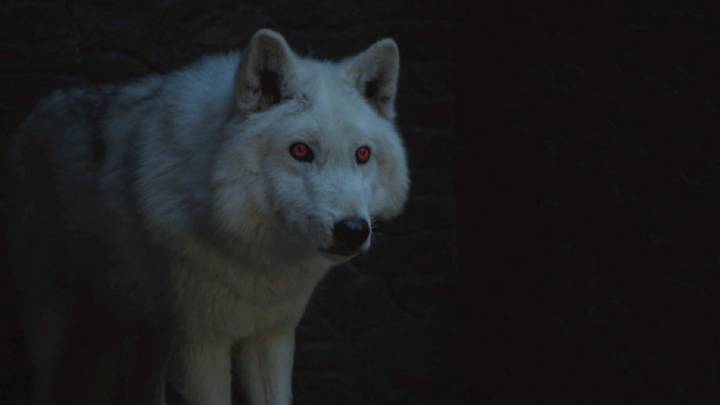 El lobo huargo de Jon Snow regresará en la octava temporada de Juego de Tronos