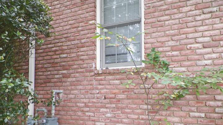 ¿Ves el enjambre de abejas? Es normal, han sido capaces de entrar en la pared