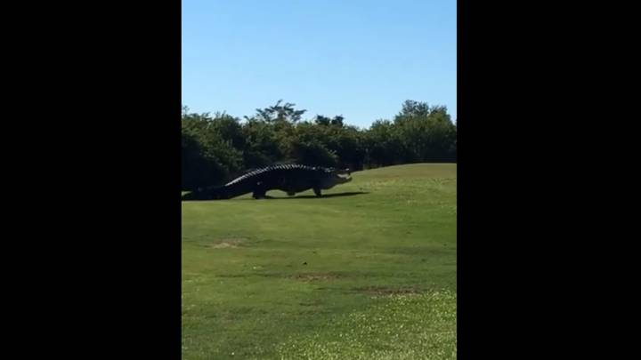 Este terrorífico cocodrilo de cinco metros apareció en un campo de golf de Florida