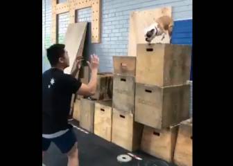 Prueba de confianza: ¿se atreverá este perro a lanzarse hacia su dueño?