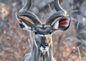 Este es el Kudú: el animal 'sexy' que está conquistando internet