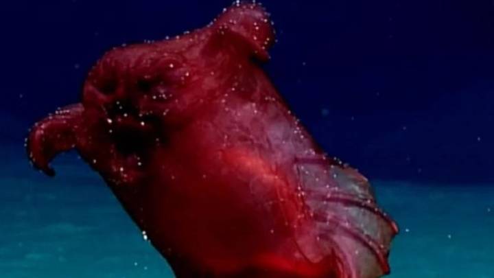 'El monstruo del pollo sin cabeza': filman a una de las criaturas más remotas del mar