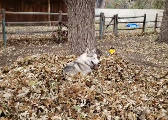 El frío de otoño es más llevadero cuando vemos el vídeo de este husky