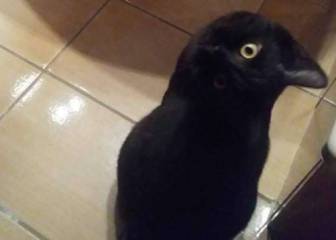 ¿Qué animal ves? Esta ilusión óptica está causando furor en redes