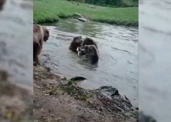 Terroríficas imágenes: tres osos desgarran hasta la muerte a una loba en un zoo