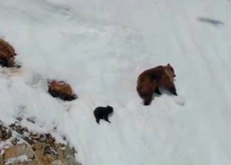 El vídeo viral del osezno que nos inspira es en realidad una pesadilla para él