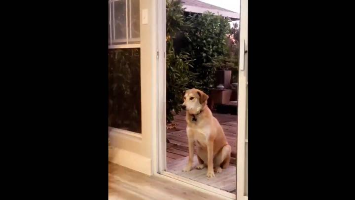 Este perro necesita que le abran una puerta imaginaria para entrar en casa