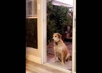 Este perro necesita que le abran una puerta imaginaria para entrar en casa