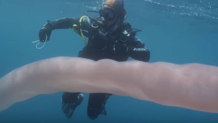 Este 'gusano' marino de 8 metros de largo es uno de los seres más sorprendentes del mundo