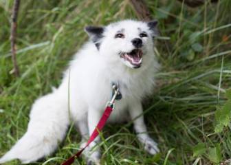 Los rusos están haciendo a los zorros sus mascotas y ya los llevan hasta en el metro