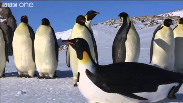 Un grupo de documentalistas intervienen para salvar a decenas de pingüinos