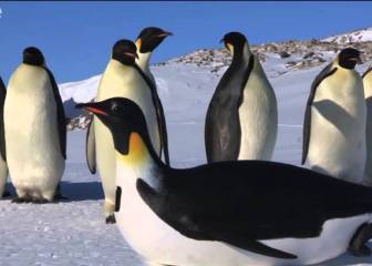 Un grupo de documentalistas intervienen para salvar a decenas de pingüinos