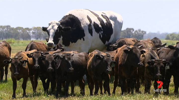 Esta vaca no es ningún montaje: existe y por supuesto está en Australia