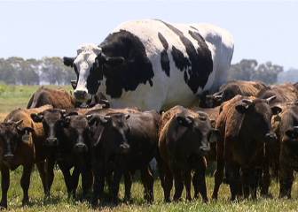 Esta vaca no es ningún montaje: existe y por supuesto está en Australia
