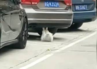 Este gato fue grabado haciendo abdominales