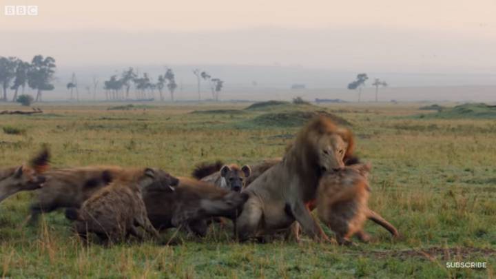 Angustiosa pelea: este león se enfrentó solo a una manada de hienas
