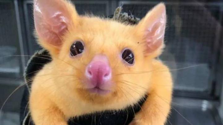 Esta zarigüeya es el animal más parecido a Pikachu por culpa de una mutación genética