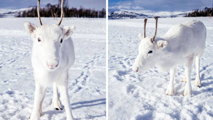 Este curioso reno blanco posó para un fotógrafo en Noruega