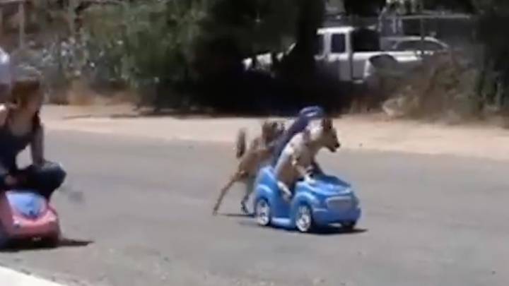 Transformador Literatura Sin Autos locos caninos Perros ganan a sus dueños en una carrera de coches de  juguete - AS.com