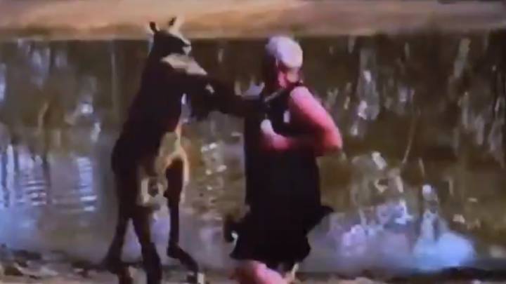 Un canguro ataca y derriba a un hombre (por supuesto) en Australia