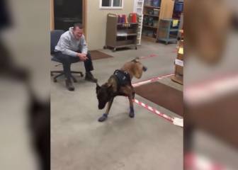 La divertida reacción de un perro policia al probar sus primeras botas de nieve