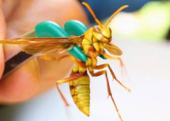 Se deja picar por la 'avispa verdugo', uno de los insectos con la picadura más dolorosa